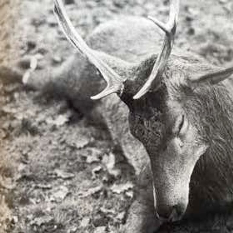 RÔTI DE CERF AU POIVRE VERT