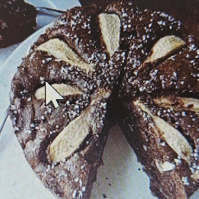 Schokoladen-Birnen-Kuchen mit Walnuss-Crunch (320 kcal)